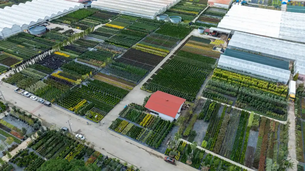定州市伟润农业开发有限公司苗木种植品种及适应性分析正文配图 1