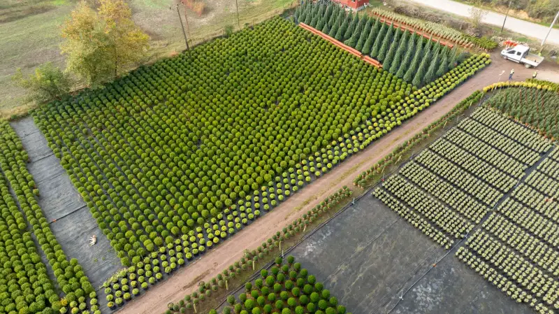定州市苗木种植产业升级路径与林果业融合发展趋势分析正文配图 1