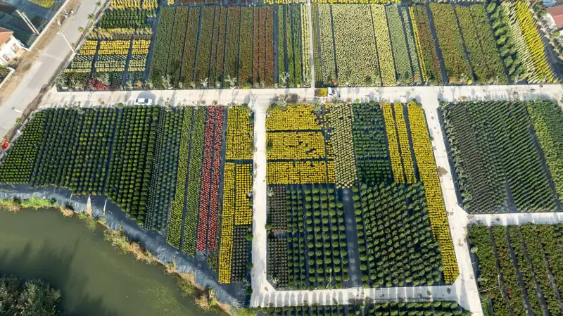 定州市伟润农业开发有限公司苗木种植品种对比与选型参考正文配图 1